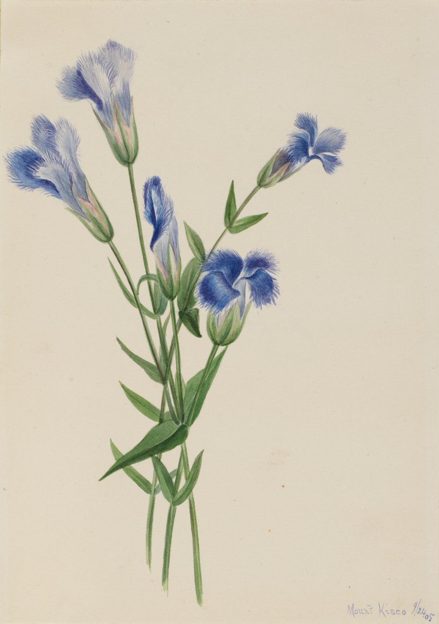 Rojtos Gentian Gentiana üstökös, 1905 alkotó: Mary Vaux Walcott
