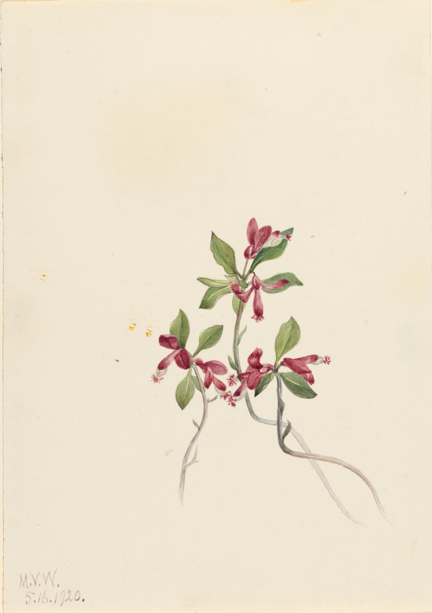 Fringed Polygala (Polygala paucifolia) alkotó: Mary Vaux Walcott
