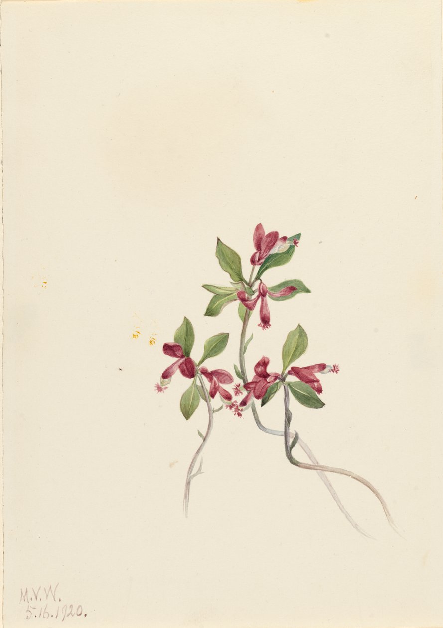 Rojtos Polygala Polygala paucifolia, 1920. alkotó: Mary Vaux Walcott