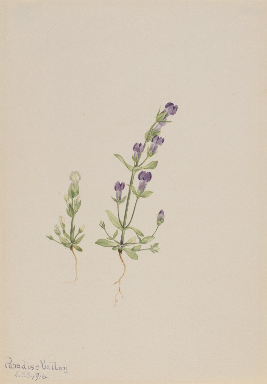 Gentiana propingua alkotó: Mary Vaux Walcott