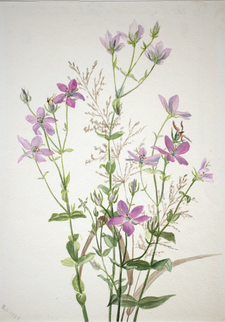 Gentianacease sabbalia angularis alkotó: Mary Vaux Walcott