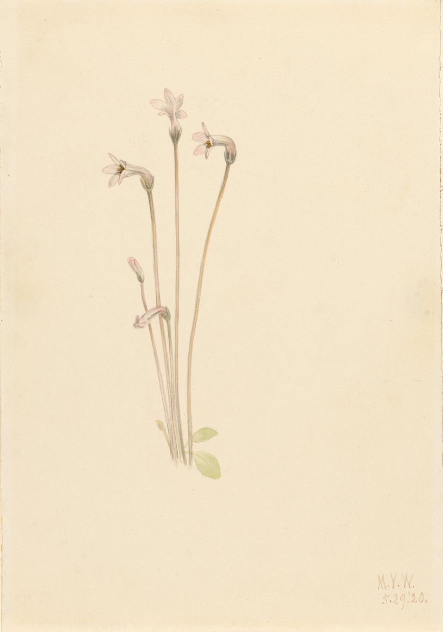 Ghostpipe (Thalesia uniflora) alkotó: Mary Vaux Walcott