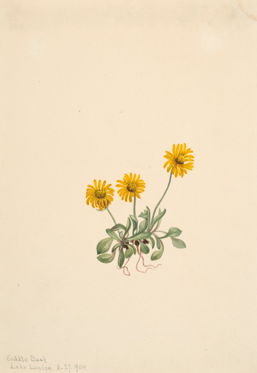 Golden Fleabane Erigeron aureus, 1904. alkotó: Mary Vaux Walcott