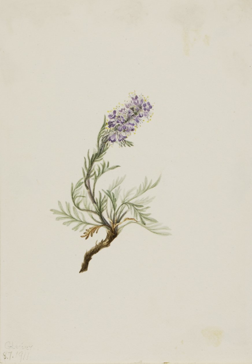 Szürke Phacelia (Phacelia sericea) alkotó: Mary Vaux Walcott