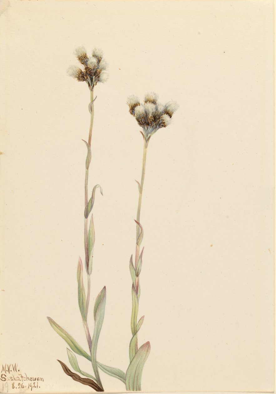 Szürke pussytoes Antennaria howellii, 1921. alkotó: Mary Vaux Walcott