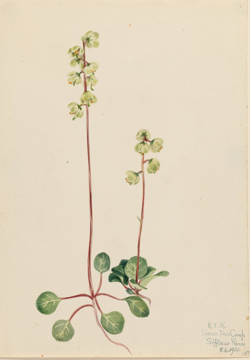 Zöld Pyrola (Pyrola chlorantha) alkotó: Mary Vaux Walcott
