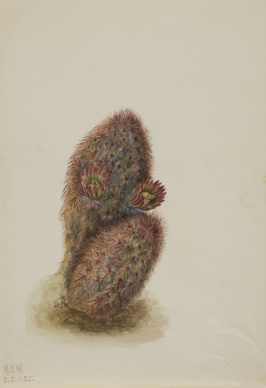 Zöld eper kaktusz (Echinocereus viridiflorus) alkotó: Mary Vaux Walcott