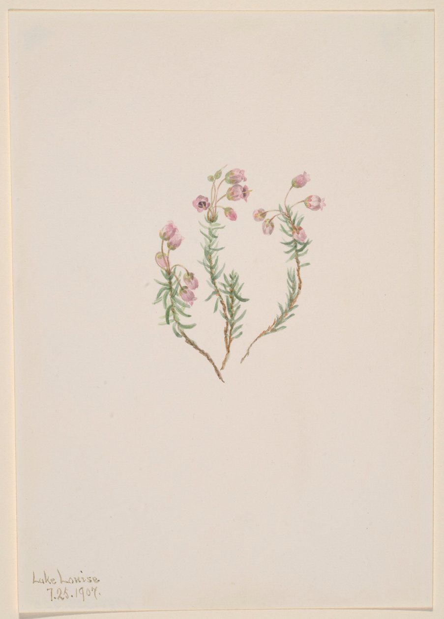 Heather (Phyllodoce intermedia) alkotó: Mary Vaux Walcott
