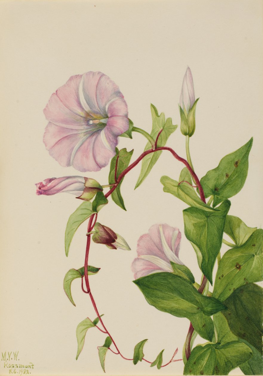 Sövényköcsög Calystegia Convolvulus sepium, 1932. alkotó: Mary Vaux Walcott