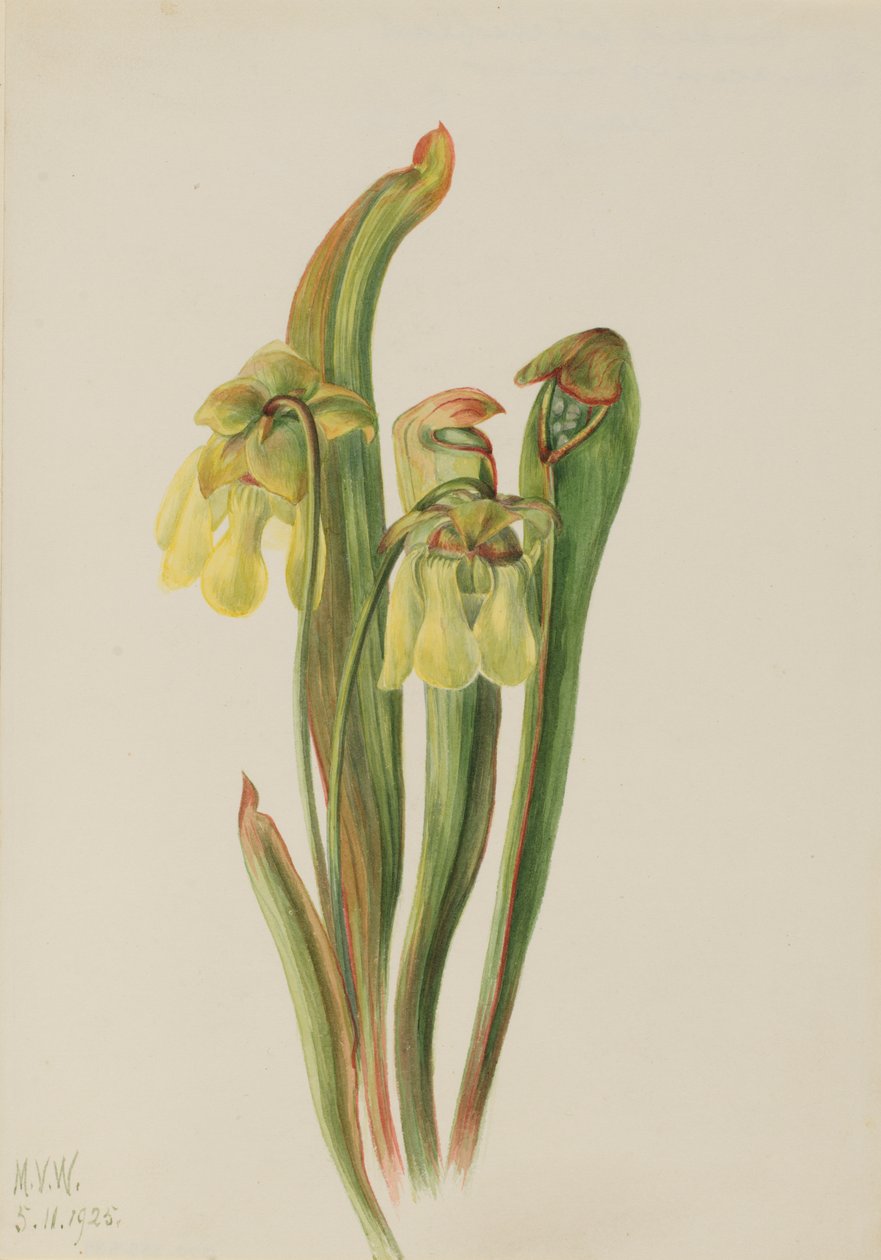 Csuklyás kancsó Sarracenia minor, 1925. alkotó: Mary Vaux Walcott