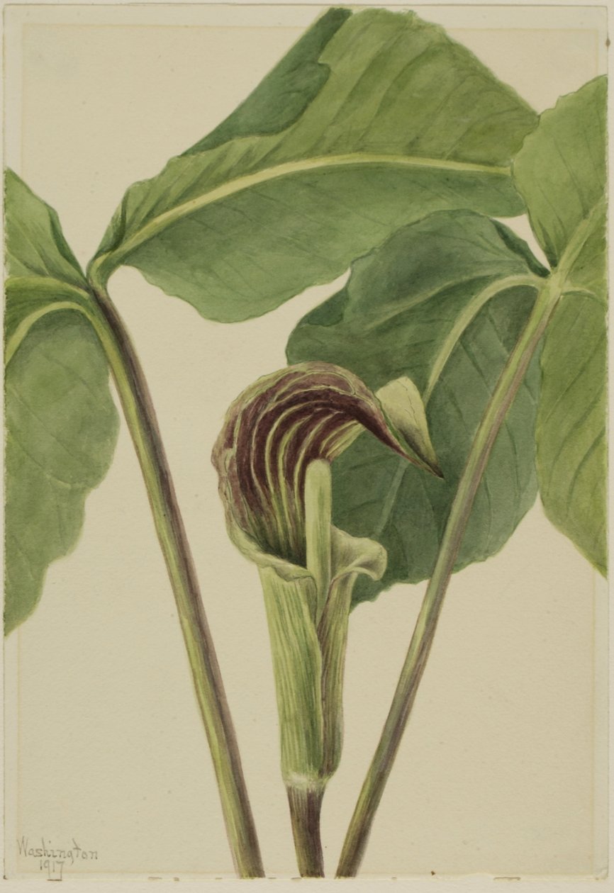 Jack-in-the-pulpit (Arisaema triphyllum) alkotó: Mary Vaux Walcott