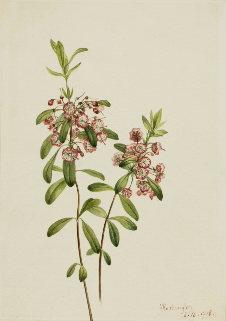 Lambkill Kalmia angustifolia, 1918. alkotó: Mary Vaux Walcott