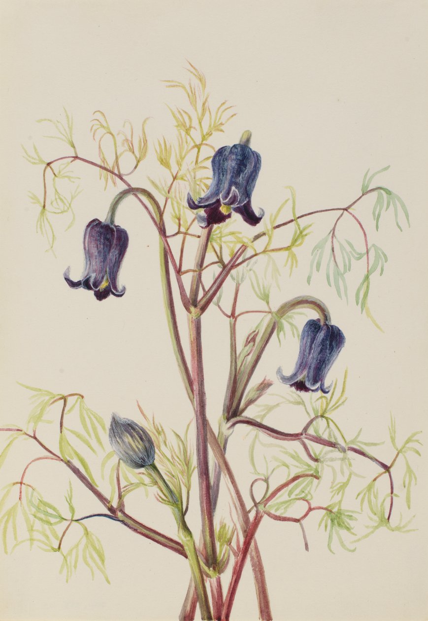 Bőrvirág Clematis hirsutissima, kb. 1930-as évek. alkotó: Mary Vaux Walcott