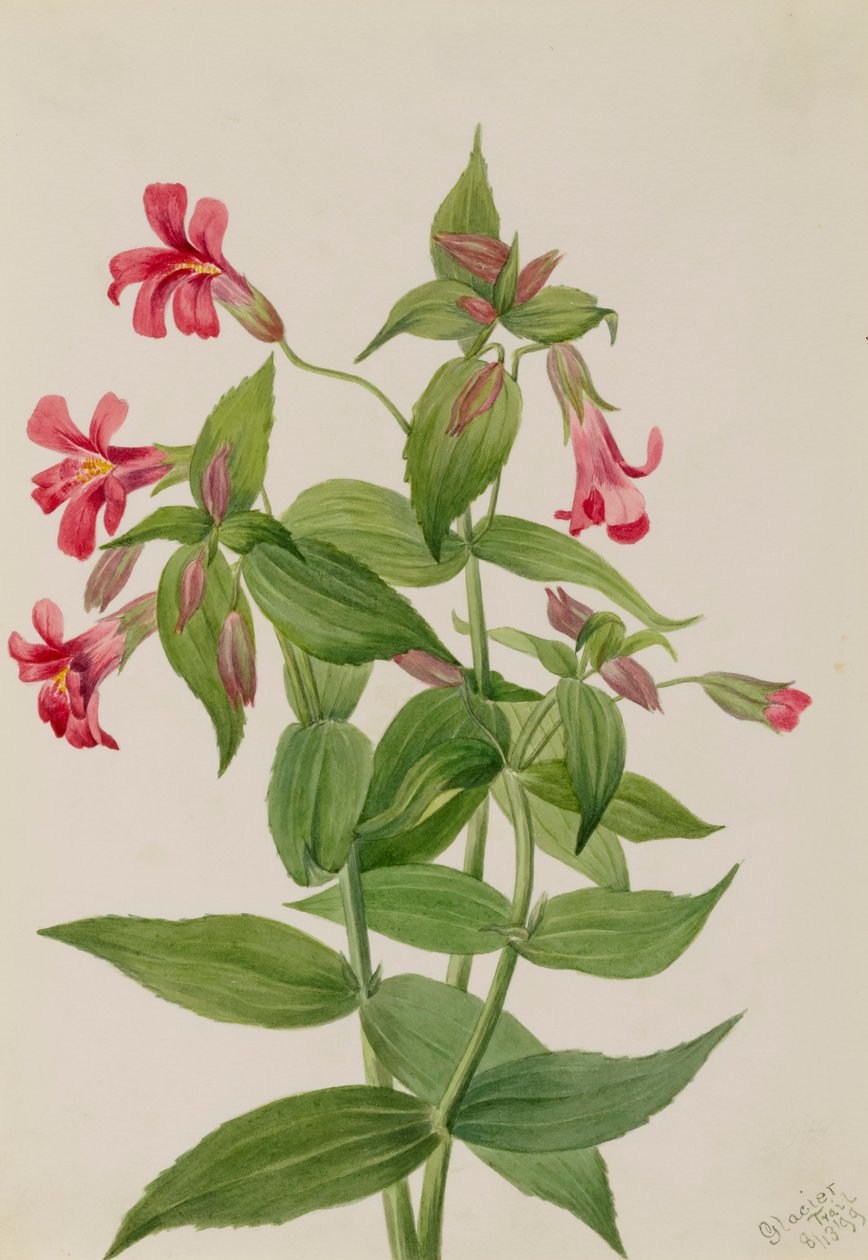 Lewis Monkey Flower Mimulus lewisii, 1899. alkotó: Mary Vaux Walcott