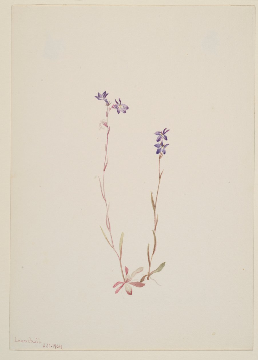 Lobelia Kalmii alkotó: Mary Vaux Walcott