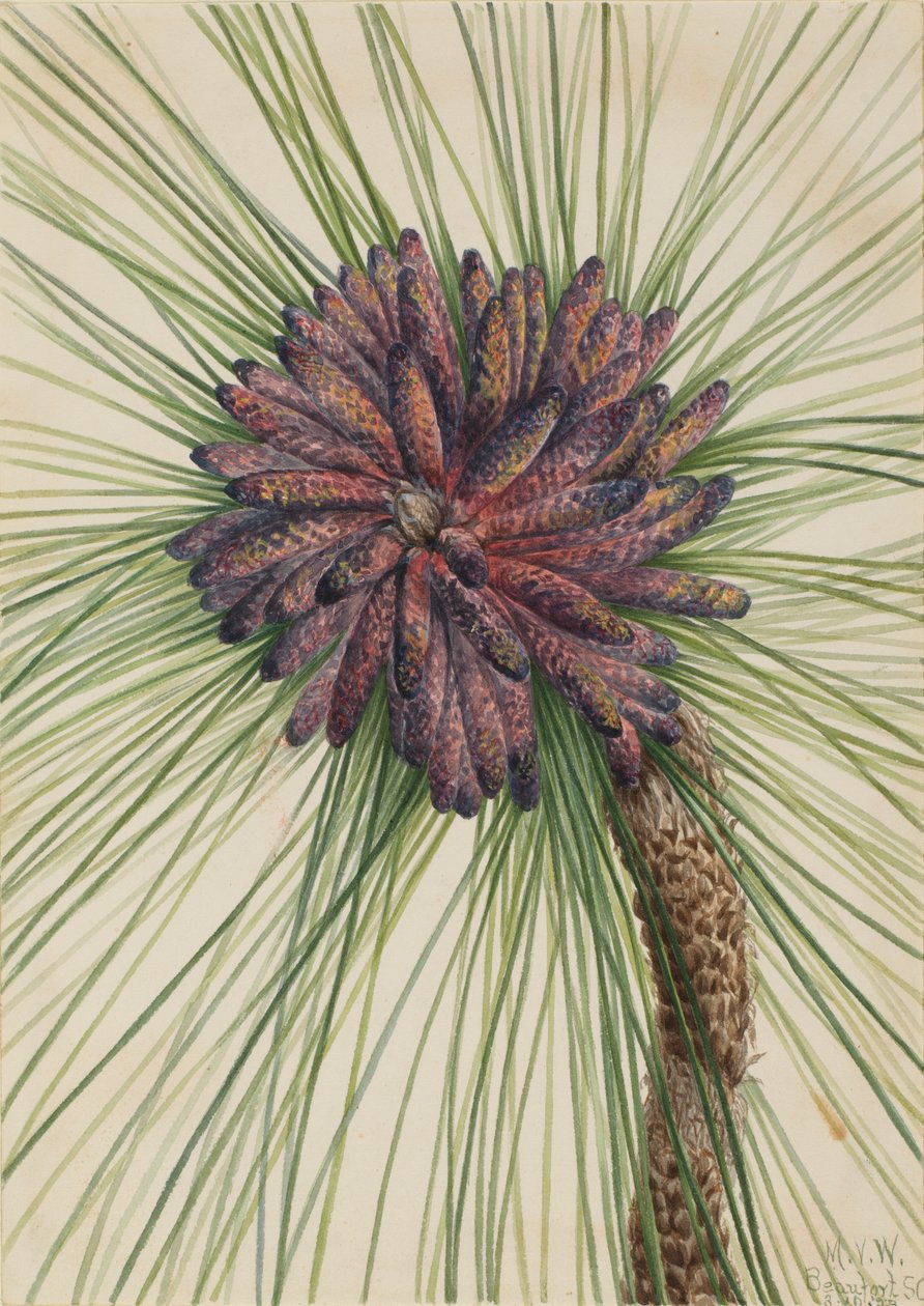 Hosszúlevelű fenyő Pinus palustris, 1929. alkotó: Mary Vaux Walcott