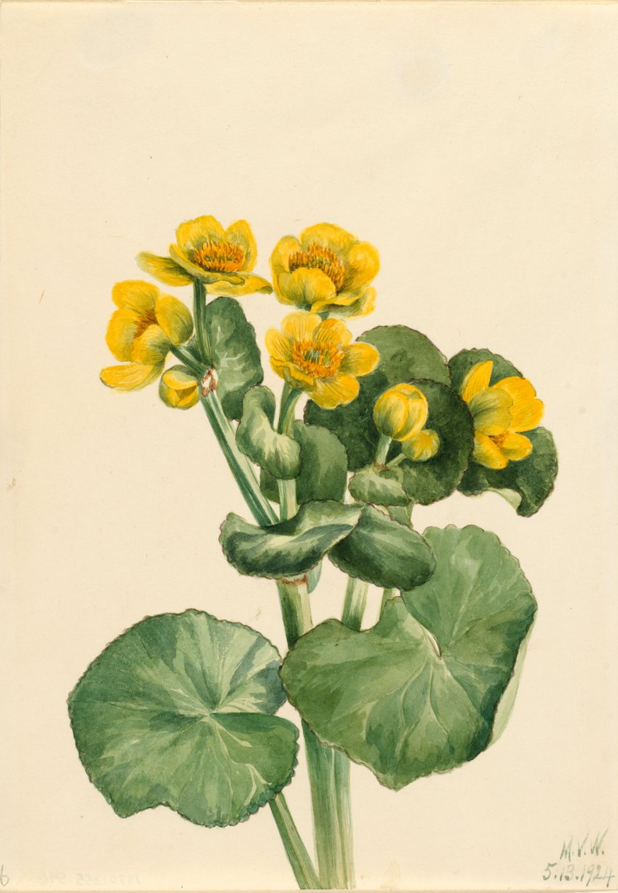 Marsh Marigold Caltha palustris, 1924. alkotó: Mary Vaux Walcott