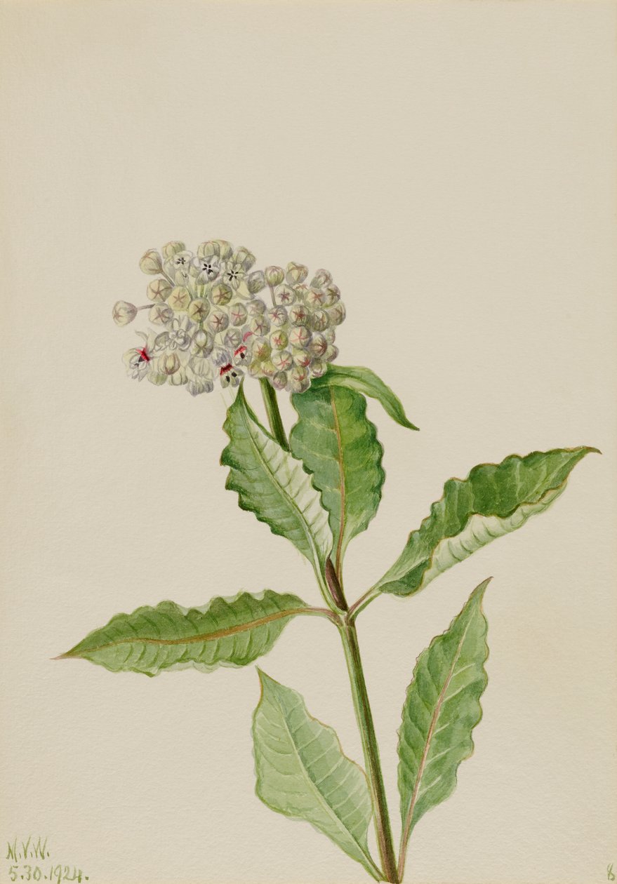 Tejfű (Ascelpias) alkotó: Mary Vaux Walcott