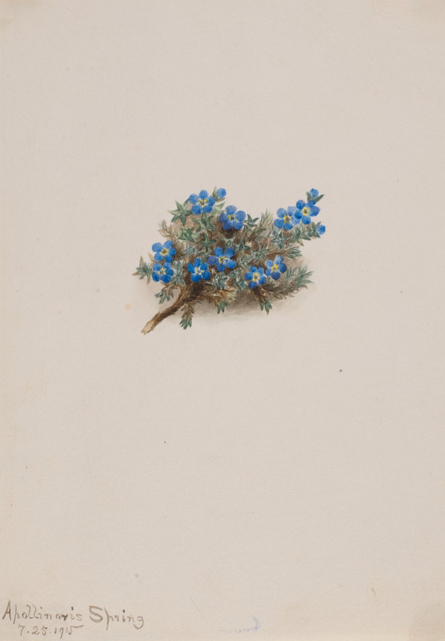 Moha nefelejcs Eritichum elongatum, 1915. alkotó: Mary Vaux Walcott