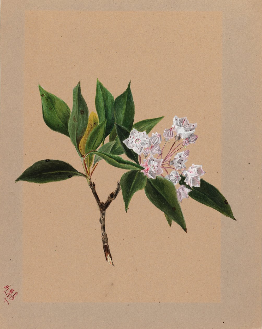 Kalmia latifolia hegyi babér, 1879. alkotó: Mary Vaux Walcott