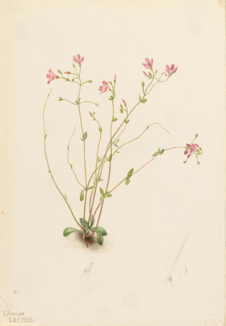 Naiad Spring Beauty Claytonia parvifolia, 1905. alkotó: Mary Vaux Walcott