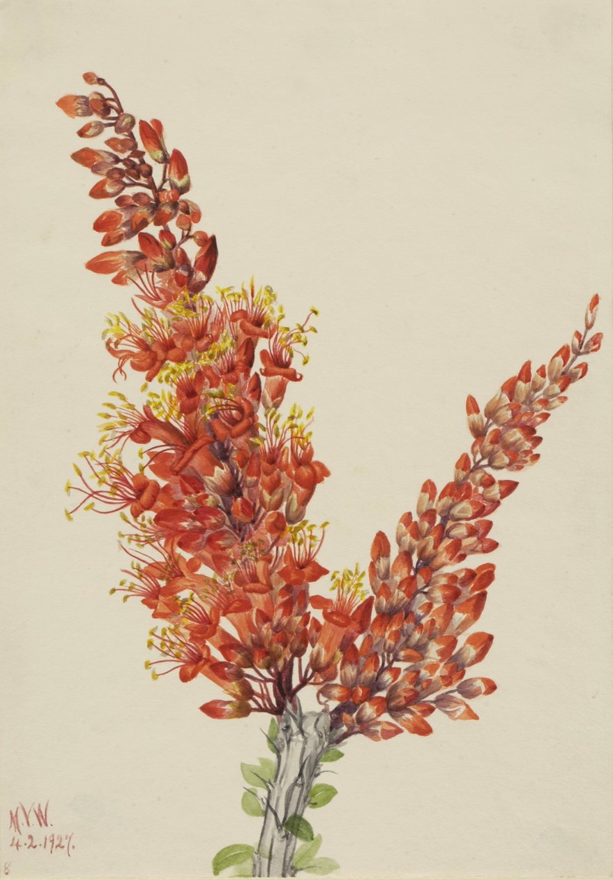 Ocotillo (Fouquieria splendens) alkotó: Mary Vaux Walcott
