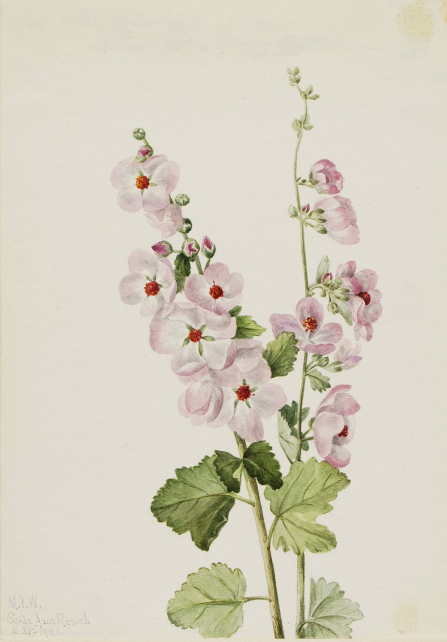 Narancssárga szemű gömbvirág (Sphaeralcea davidsonii) alkotó: Mary Vaux Walcott