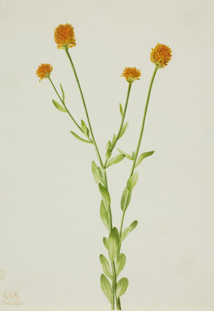 Narancssárga Polygala (Polygala lutea) alkotó: Mary Vaux Walcott