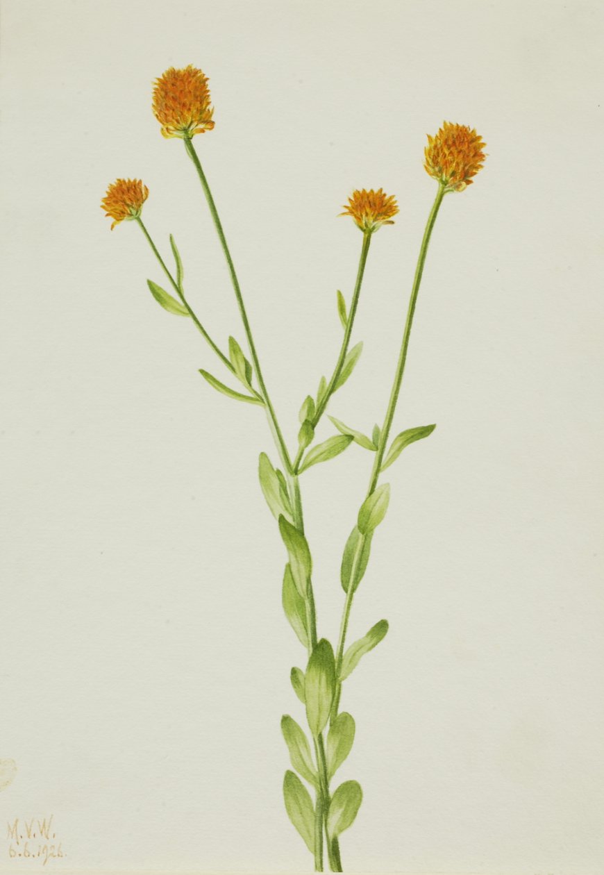 Narancssárga Polygala Polygala lutea, 1926. alkotó: Mary Vaux Walcott
