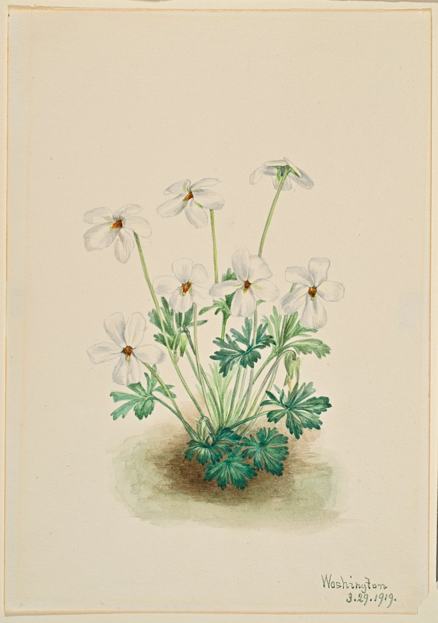 Vörös Ibolya (Viola pedata) alkotó: Mary Vaux Walcott