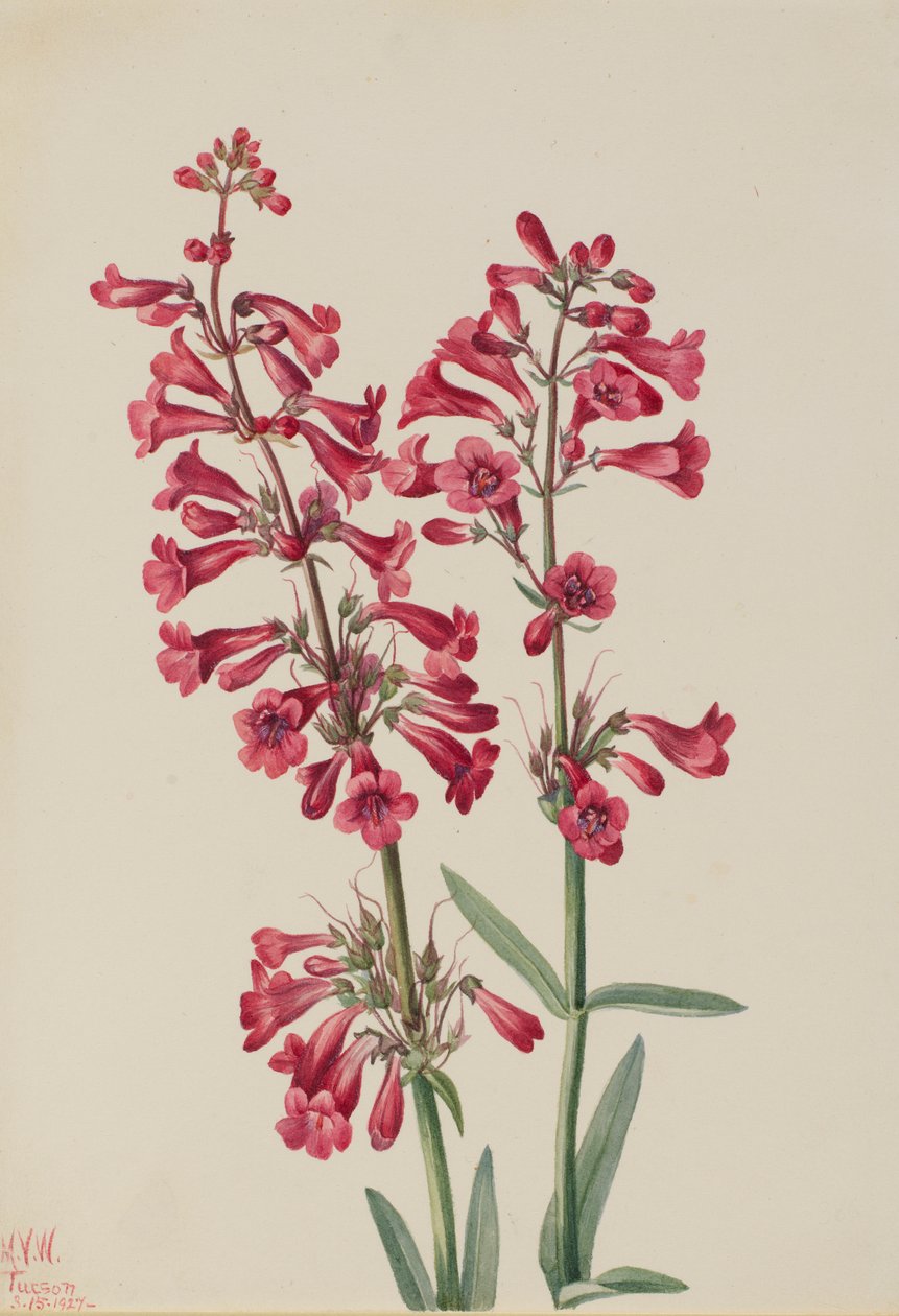 Parry Penstemon (Penstemon parryi) alkotó: Mary Vaux Walcott