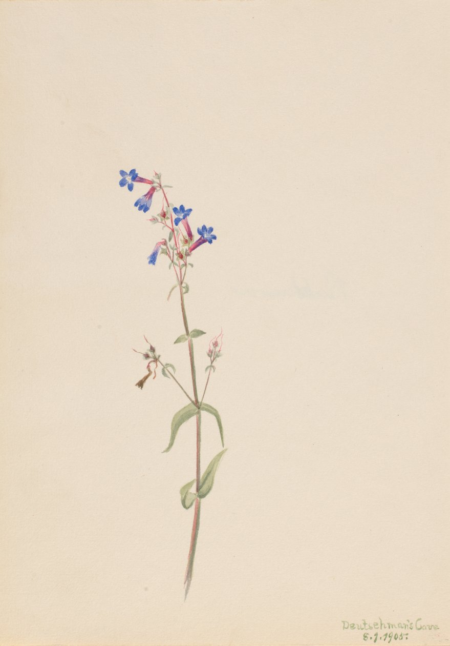 Penstemon Penstemon procerus, 1905. alkotó: Mary Vaux Walcott