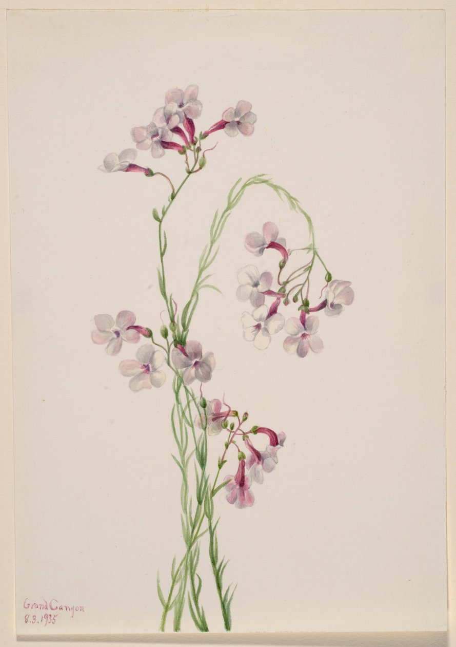 Pentstemon ambiguus alkotó: Mary Vaux Walcott