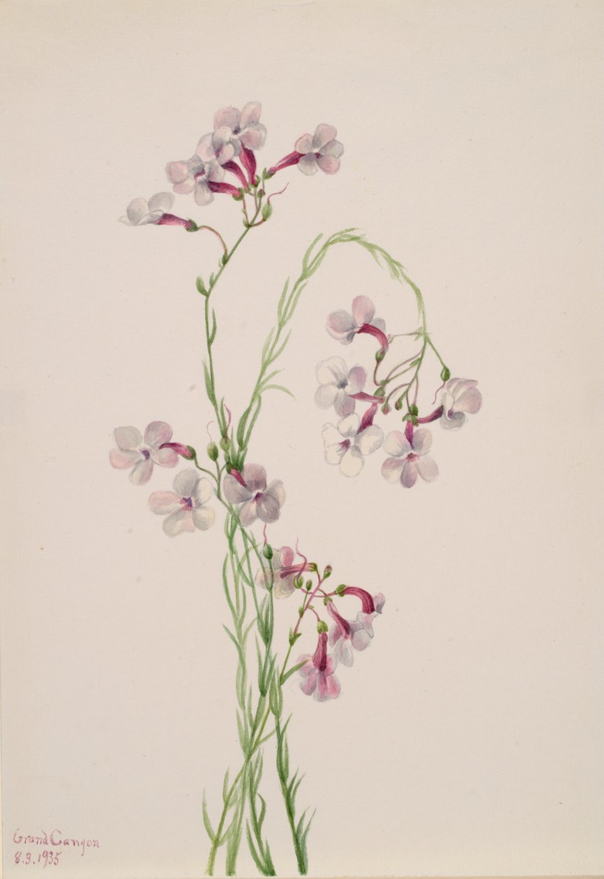 Pentstemon ambiguus, 1935 alkotó: Mary Vaux Walcott