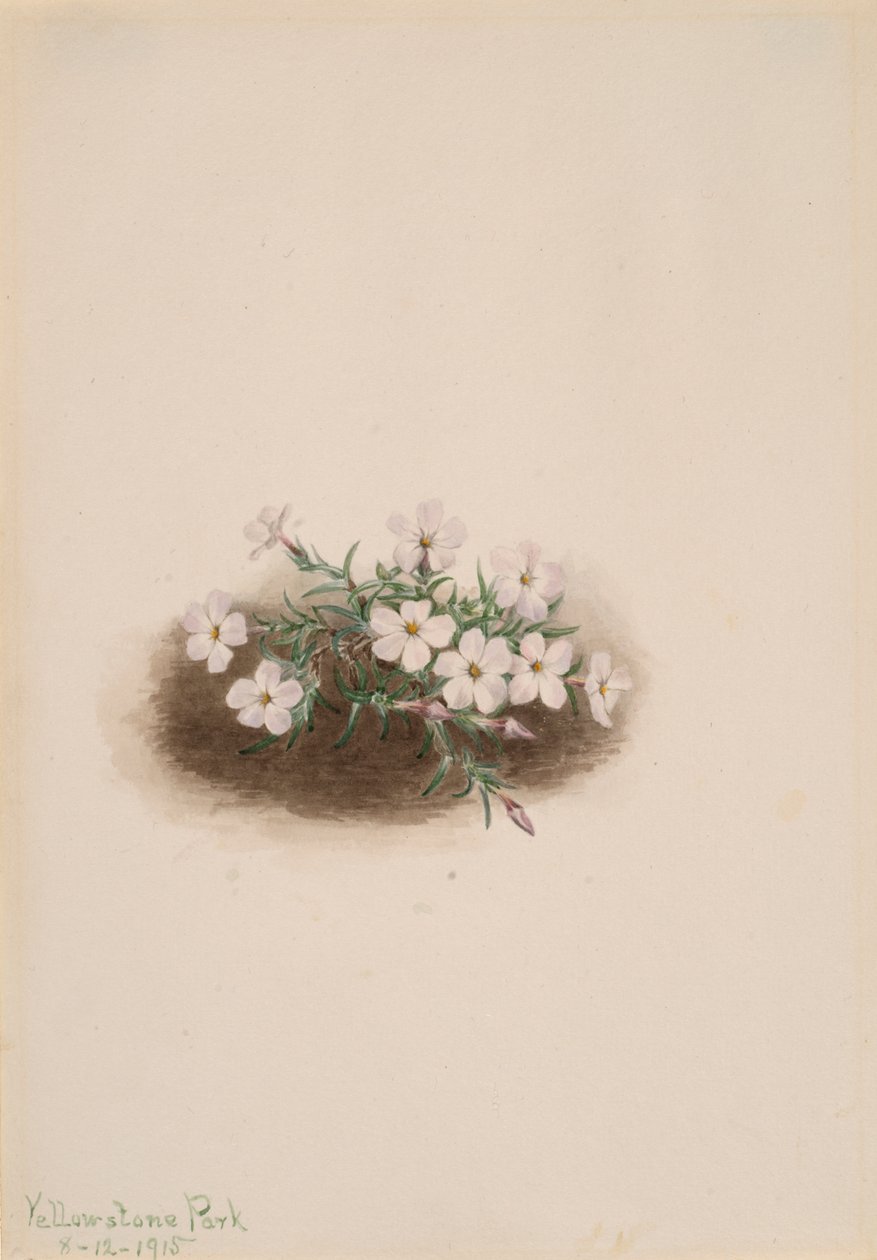 Phlox, 1915. alkotó: Mary Vaux Walcott