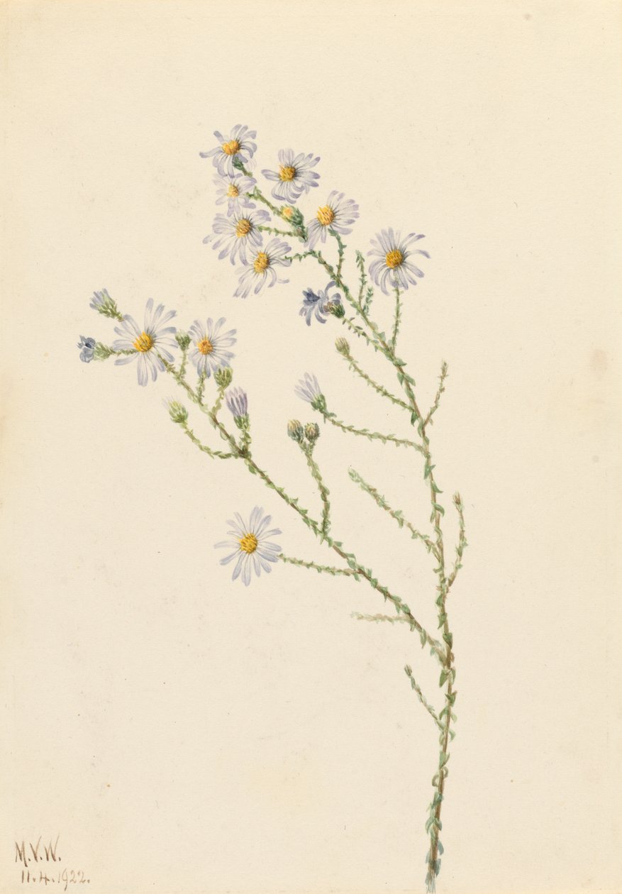 Pineland Aster Aster squarrosus, 1922. alkotó: Mary Vaux Walcott