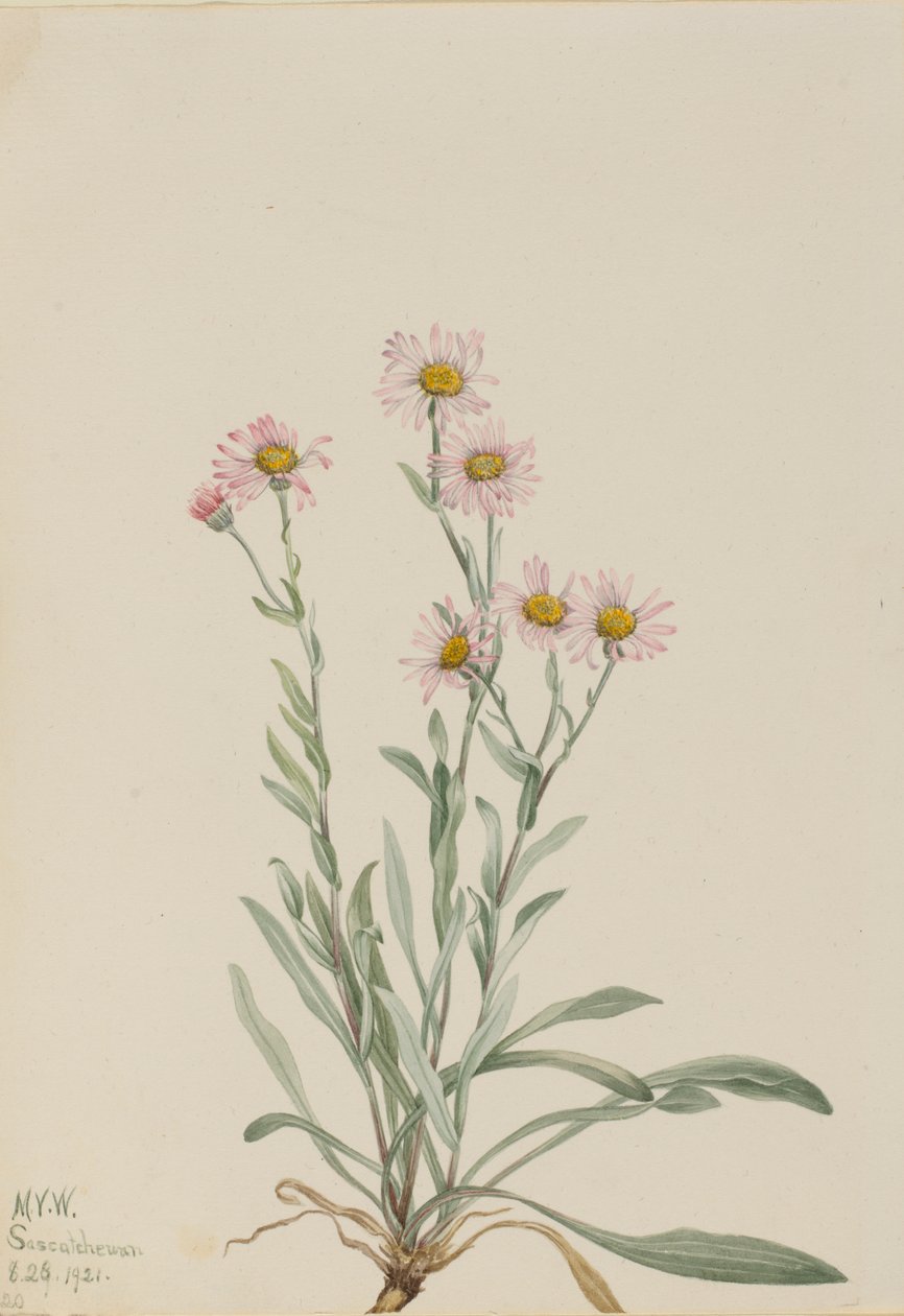 Rózsaszín bolhaparéj (Erigeron caespitosus) alkotó: Mary Vaux Walcott