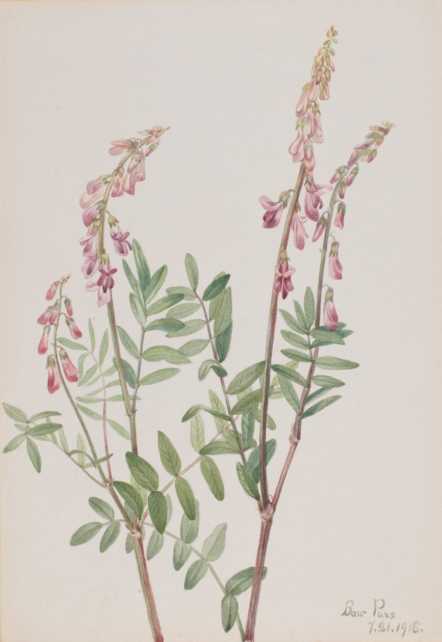 Pink Hedysarum Hedysarum americanum, 1918. alkotó: Mary Vaux Walcott