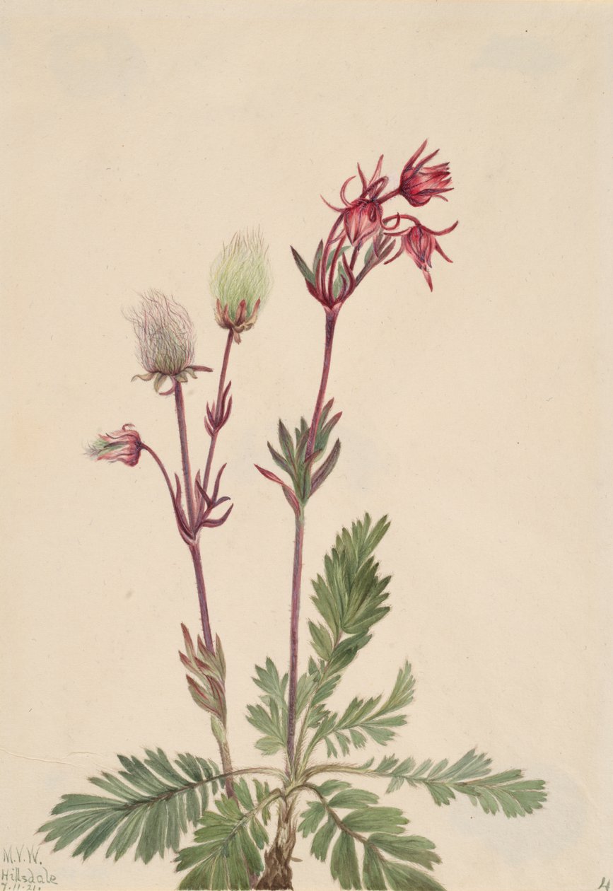 Prairie-Smoke Sieversia ciliata, 1921. alkotó: Mary Vaux Walcott