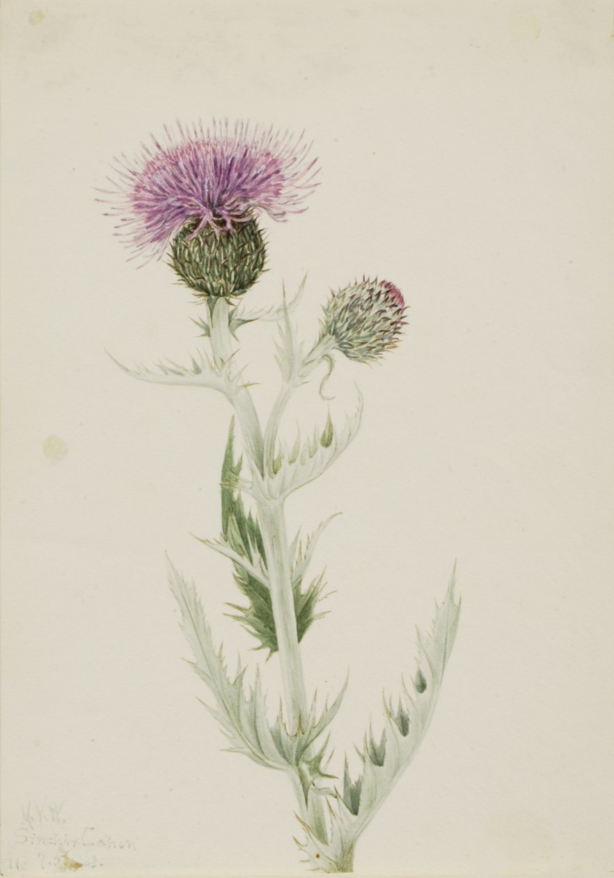 Prairie Thistle Cirsium undulatum, 1923. alkotó: Mary Vaux Walcott