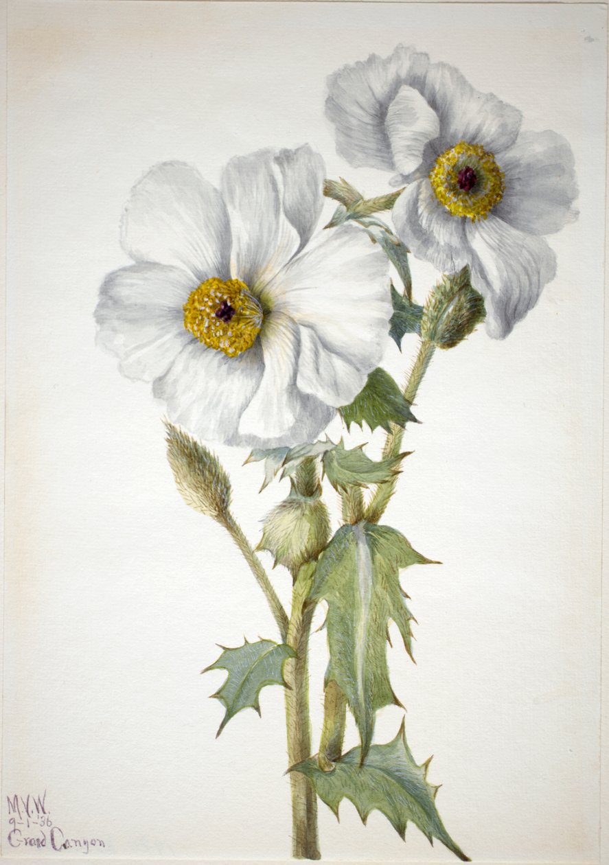 Tüskés mák Argemone hispeda, 1936. alkotó: Mary Vaux Walcott