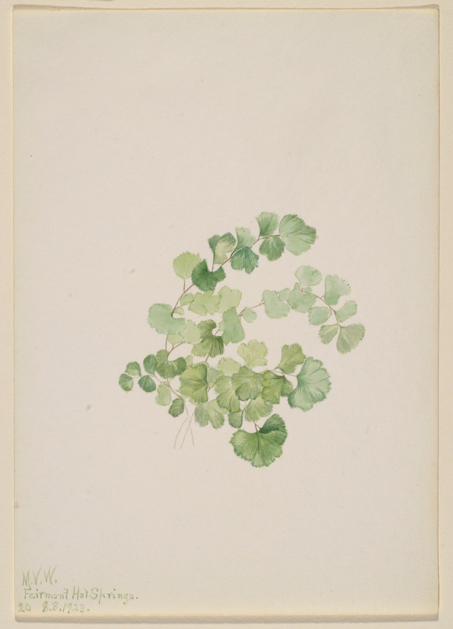 Puccoon (Lithospermum ruderale) alkotó: Mary Vaux Walcott