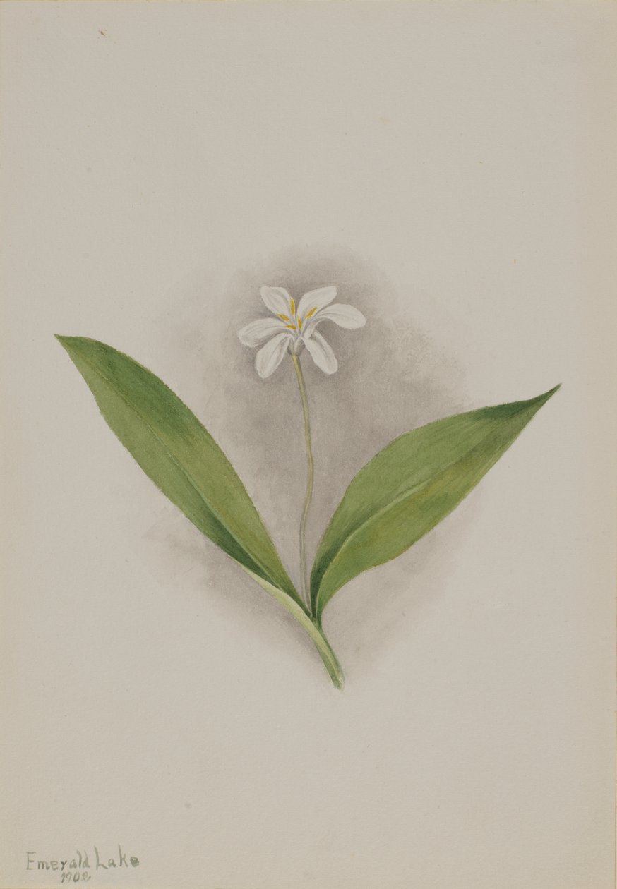 Queencup Clintonia uniflora, 1902. alkotó: Mary Vaux Walcott