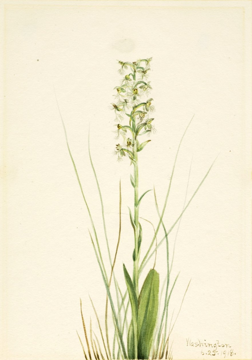 Rongyos szegély-orchidea (Habenaria lacera) alkotó: Mary Vaux Walcott