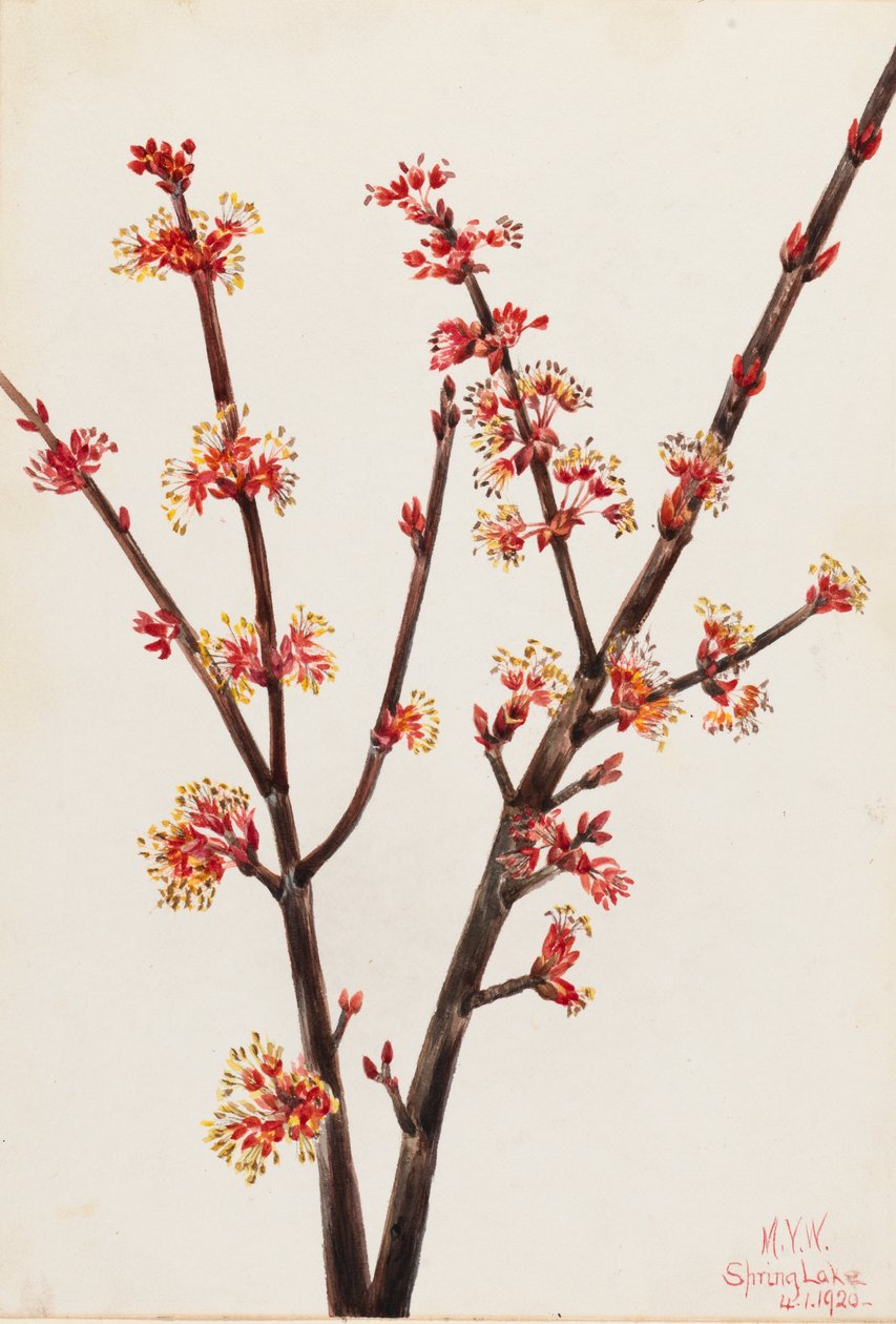 Red Maple Acer rubrum, 1920. alkotó: Mary Vaux Walcott