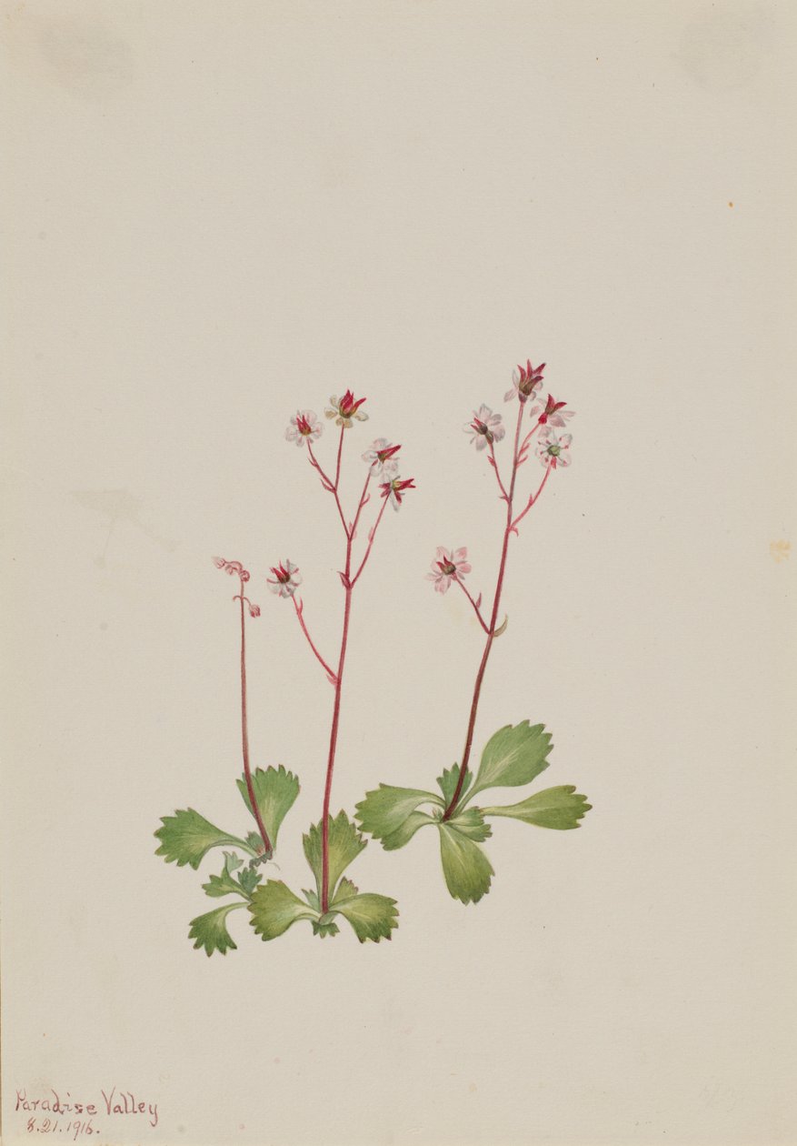 Vörös szárú kőtörőfű (Saxifraga lyallii) alkotó: Mary Vaux Walcott
