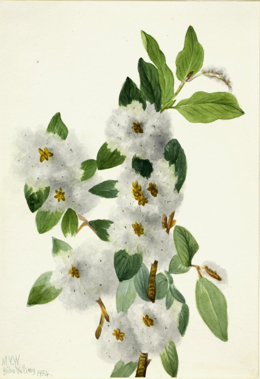 Sziklafűz (Salix vestita) alkotó: Mary Vaux Walcott