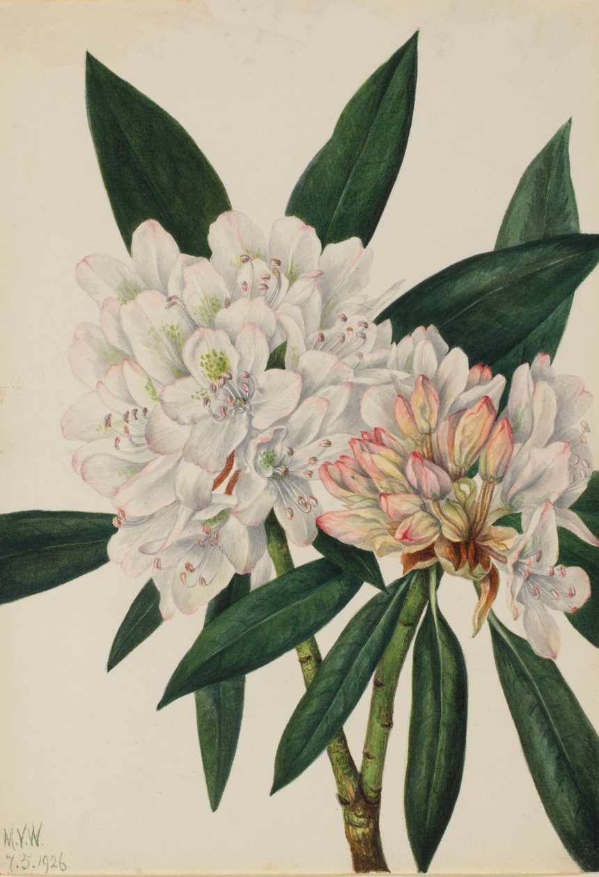 Rosebay Rhododendron Rhododendron maximum, 1926. alkotó: Mary Vaux Walcott