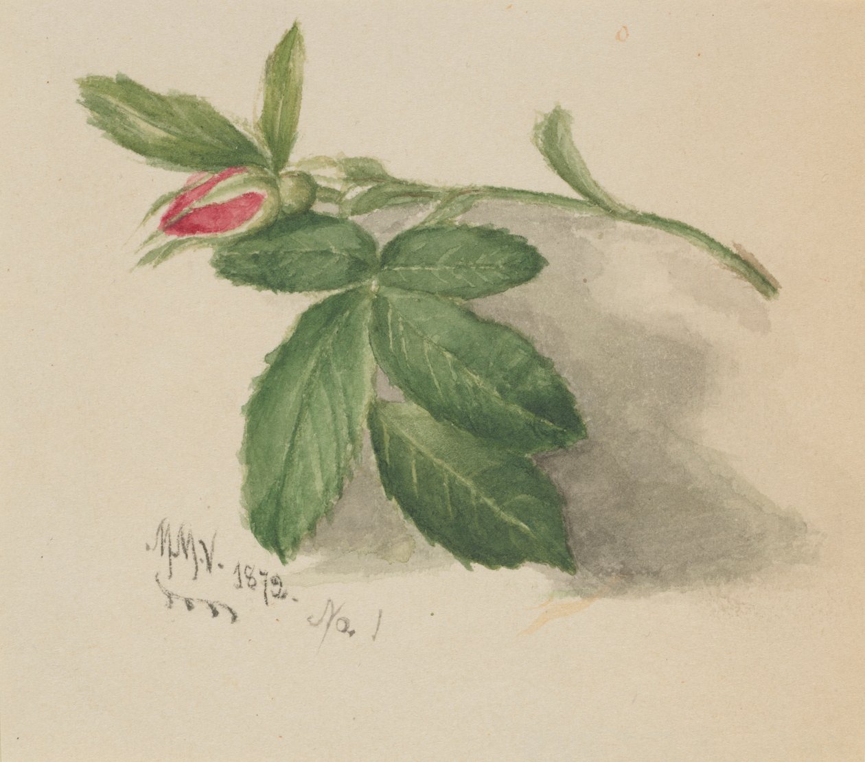 Rosebud alkotó: Mary Vaux Walcott