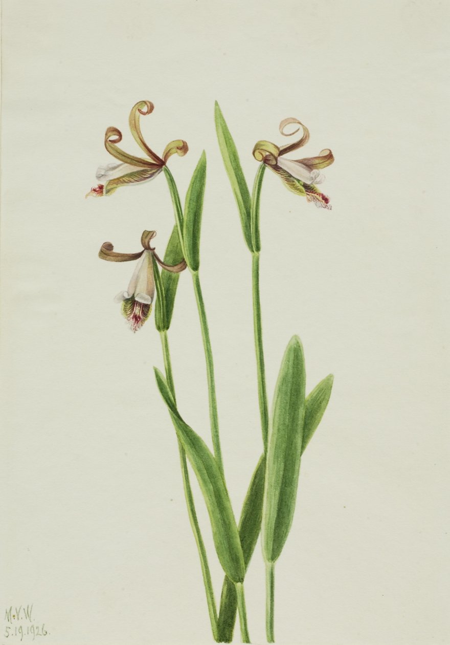 Rózsabimbó orchidea (Pogonia divaricata) alkotó: Mary Vaux Walcott
